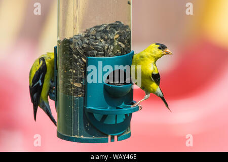 Chardonneret jaune du convoyeur au Banque D'Images