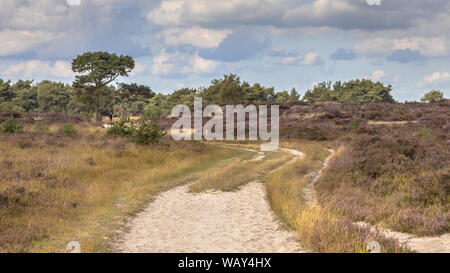 Paysage de lande Kalmthoutse Heide nature reserve, en Belgique sur un jour nuageux ensoleillé Banque D'Images