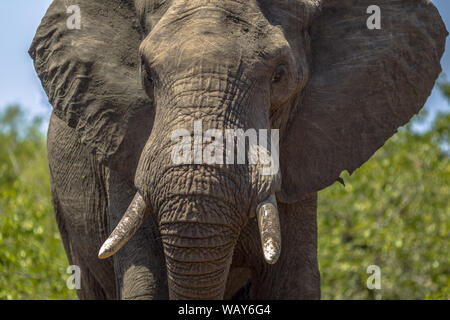 Close up Portrait of African Elephant (Loxodonta africana) la tête dans le parc national Kruger en Afrique du Sud Banque D'Images