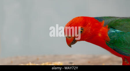 Tête rouge aux couleurs vives, des oiseaux Australiens Alisterus scapularis connu sous le nom de King Parrot. Banque D'Images
