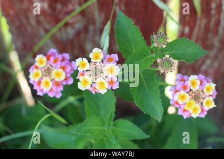 Lantana rose et jaune contre une barrière rouge. Banque D'Images