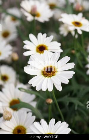 Argyranthème Grandaisy 'Ivory Halo' fleurs. Banque D'Images