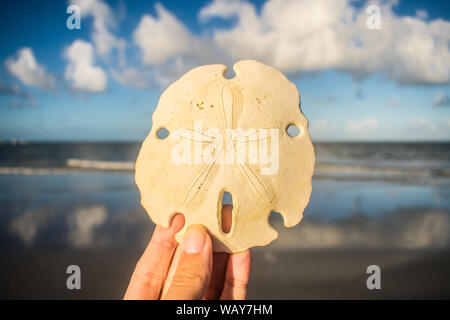 Hand holding sand dollar, paysage marin dans l'arrière-plan - Itamaraca île, Brésil Banque D'Images