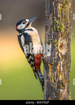 Great spotted woodpecker (Dendrocopos major) escalade d'oiseaux dans des arbres moussus et à la recherche de nourriture Banque D'Images