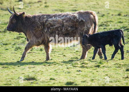 Une mère Highland Cow a vu tend à son nouveau veau né. Crédit : Colin Fisher/Alay Live News. Banque D'Images