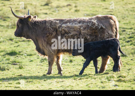 Une mère Highland Cow a vu tend à son nouveau veau né. Crédit : Colin Fisher/Alay Live News. Banque D'Images