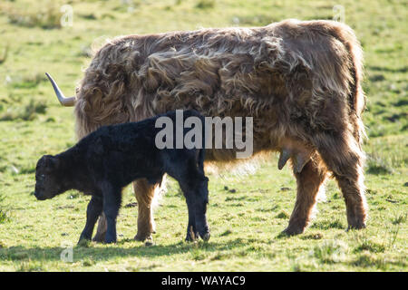 Une mère Highland Cow a vu tend à son nouveau veau né. Crédit : Colin Fisher/Alay Live News. Banque D'Images