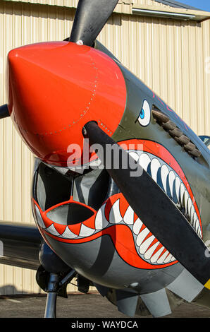 Curtiss P-40 Warhawk à ailes au-dessus de l'Aérodrome de capot, airshow Wairarapa, Masterton, Nouvelle-Zélande. Le nez avec Flying Tigers eye et marquages de la bouche du requin Banque D'Images