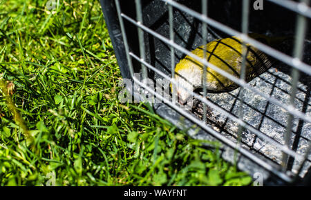 Loriot oiseau mort (Oriolus oriolus) couché dans cage fermée, concept la liberté de l'animal Banque D'Images