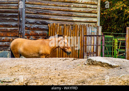 Le cheval de Przewalski dans la volière du zoo. Monde animal. Banque D'Images