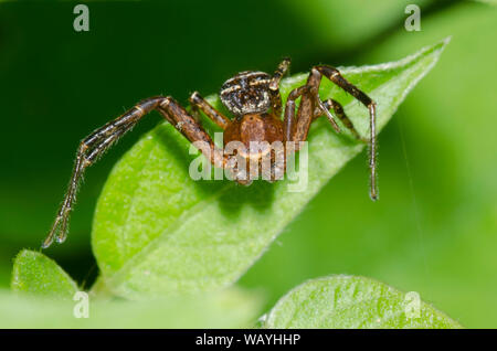 Crabe araignée, Xysticus sol sp., homme Banque D'Images