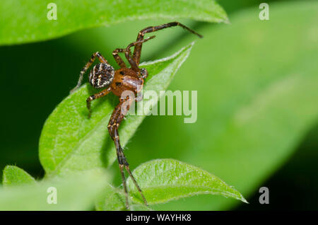 Crabe araignée, Xysticus sol sp., homme Banque D'Images
