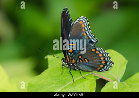 À points rouge pourpre, Limenitis arthemis astyanax Banque D'Images