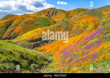 Super fleurs sauvages fleurissent à Walker Canyon Banque D'Images