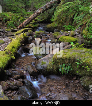 Parker Creek Falls, à Marys pic dans la chaîne côtière de l'Oregon à l'ouest de Corvallis, Oregon Banque D'Images
