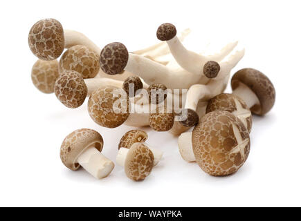 Brown mushroom hêtre isolé sur fond blanc photo Banque D'Images