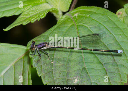 Danseur à pointe bleue, Argia tibialis, homme Banque D'Images