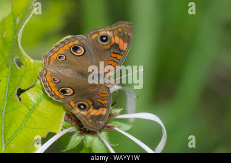 Junonia coenia commun, Buckeye, Échinacée pâle sur, Echinacea pallida Banque D'Images