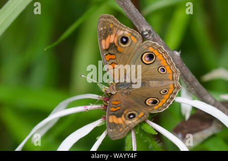 Junonia coenia commun, Buckeye, Échinacée pâle sur, Echinacea pallida Banque D'Images