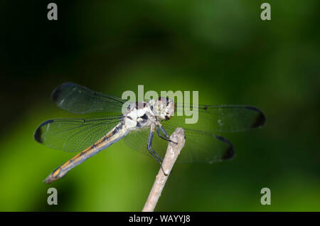 Libellula incesta Skimmer, vineuse, femme Banque D'Images