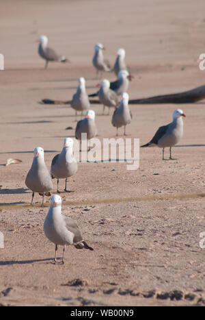 Les mouettes en file sur le sable en face de l'autre à ath l'appareil photo Banque D'Images