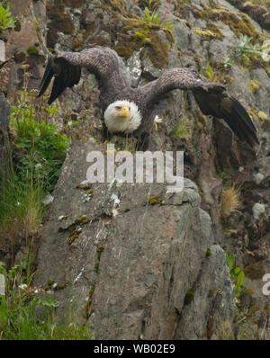 Pygargue à tête blanche (Haliaeetus leucocephalus), Adak Island Îles Aléoutiennes, Alaska, Banque D'Images