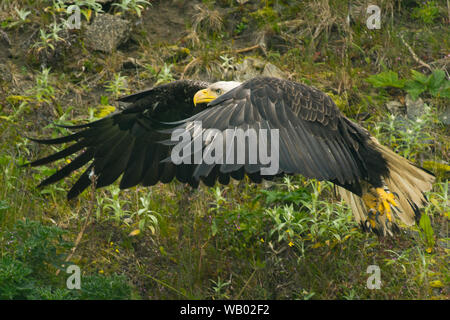 Pygargue à tête blanche (Haliaeetus leucocephalus), Adak Island Îles Aléoutiennes, Alaska, Banque D'Images