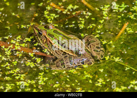 Adulte Plaines Leopard Frog- (Lithobates blairi- anciennement Rana blairi) se trouve dans le marais de queue de chat parmi les duckweed, Castle Rock Colorado USA. Banque D'Images