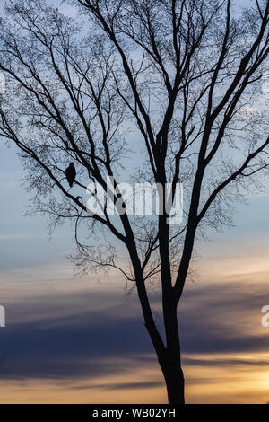 Silhouette d'un pygargue à tête blanche immature dans un arbre en herbe. Banque D'Images