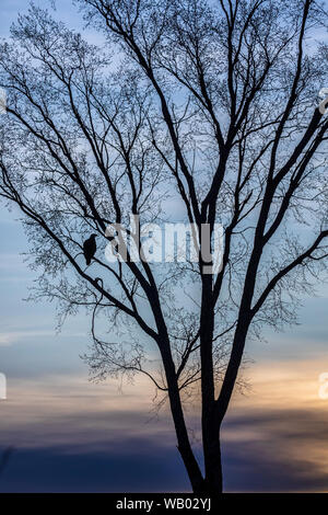 Silhouette d'un pygargue à tête blanche immature dans un arbre en herbe. Banque D'Images