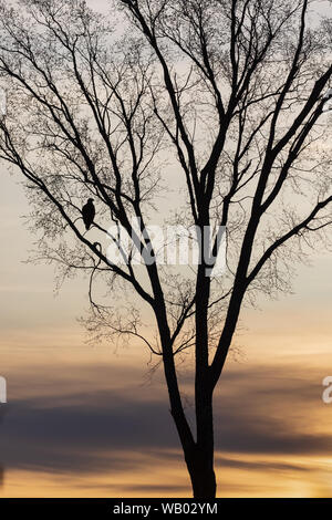 Silhouette d'un pygargue à tête blanche immature dans un arbre en herbe. Banque D'Images