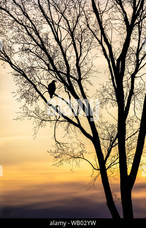 Silhouette d'un pygargue à tête blanche immature dans un arbre en herbe. Banque D'Images