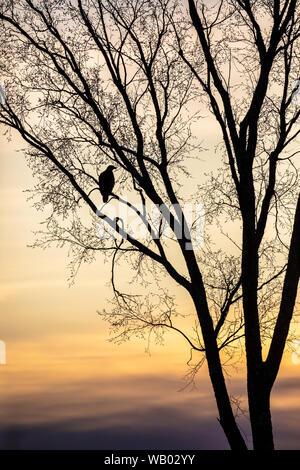 Silhouette d'un pygargue à tête blanche immature dans un arbre en herbe. Banque D'Images