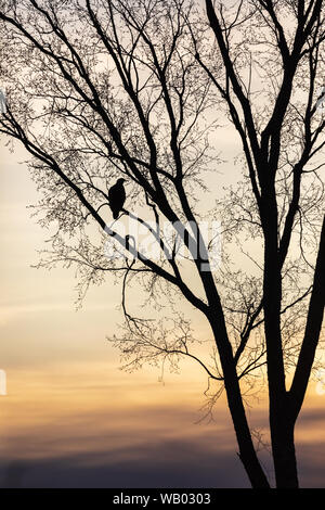 Silhouette d'un pygargue à tête blanche immature dans un arbre en herbe. Banque D'Images