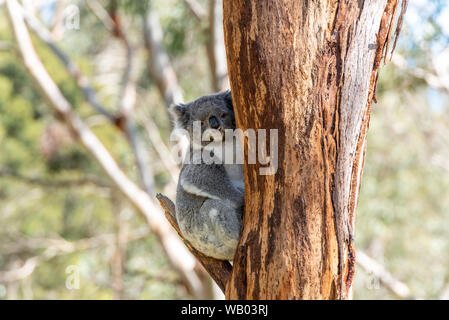 Koala restant sur une branche d'arbre Banque D'Images