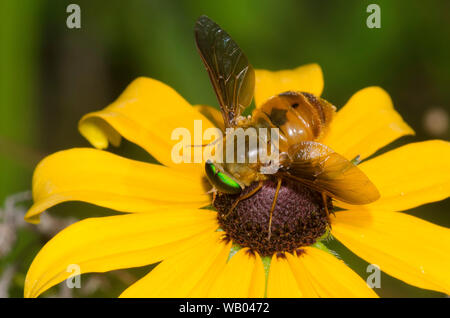 Horse Fly, Esenbeckia incisuralis, qui se nourrissent de black-eyed Susan, Rudbeckia hirta Banque D'Images