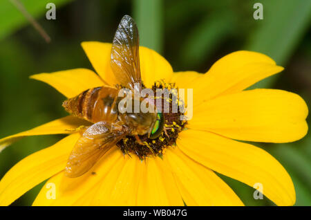 Horse Fly, Esenbeckia incisuralis, qui se nourrissent de black-eyed Susan, Rudbeckia hirta Banque D'Images