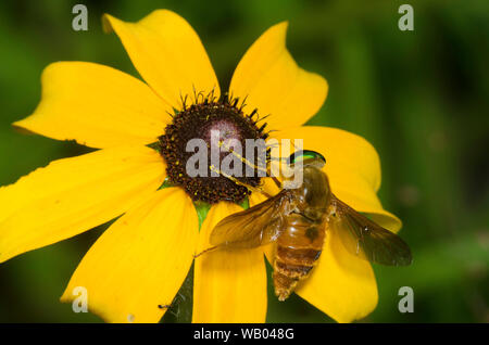 Horse Fly, Esenbeckia incisuralis, qui se nourrissent de black-eyed Susan, Rudbeckia hirta Banque D'Images