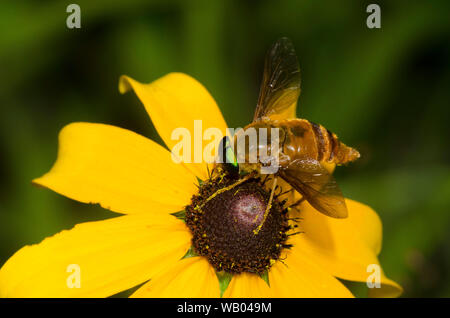 Horse Fly, Esenbeckia incisuralis, qui se nourrissent de black-eyed Susan, Rudbeckia hirta Banque D'Images