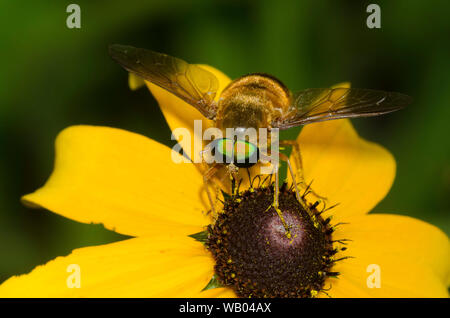 Horse Fly, Esenbeckia incisuralis, qui se nourrissent de black-eyed Susan, Rudbeckia hirta Banque D'Images