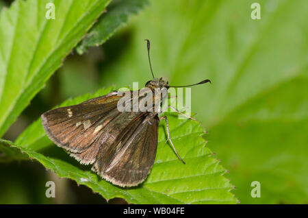 Little Glassywing, Vernia verna, femme Banque D'Images