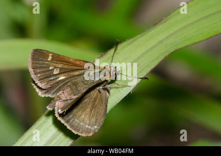 Little Glassywing, Vernia verna, femme Banque D'Images