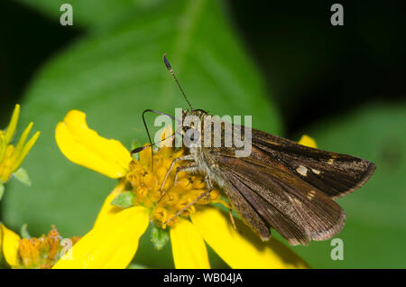 Little Glassywing, Vernia verna, femelle nectaring sur ragwort, Senecio sp. Banque D'Images