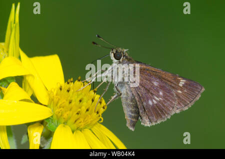 Little Glassywing, Vernia verna, femelle nectaring sur ragwort, Senecio sp. Banque D'Images