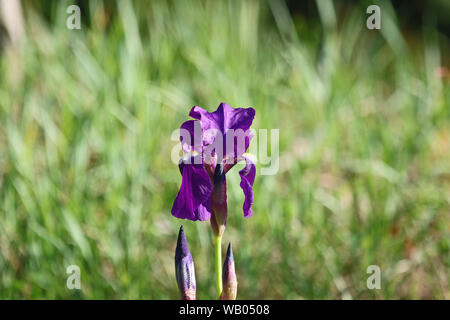 Purple iris flower a également appelé un iris allemand pogoniris d'Amérique latine ou d'iris germanica famille iridacées poussent à l'état sauvage. Fleur de l'État de New York Banque D'Images