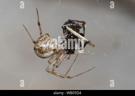 Cobweb Spider, Parasteatoda sp., se nourrissant de proies capturées Banque D'Images