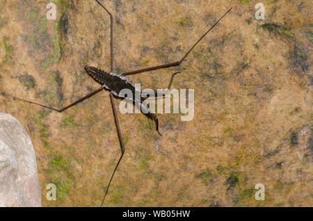 Water Strider, Aquarius remigis Banque D'Images