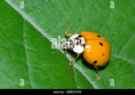 Coccinelle asiatique, Harmonia axyridis Banque D'Images