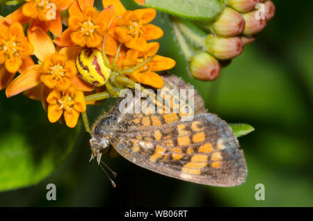 Araignée Crabe, Mecaphesa sp., en se nourrissant de capturé Pearl Crescent, tharos Phyciodes, sur l'orange, de l'asclépiade (Asclepias tuberosa Banque D'Images