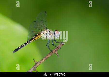Blue Dasher, Pachydiplax longipennis, femme Banque D'Images